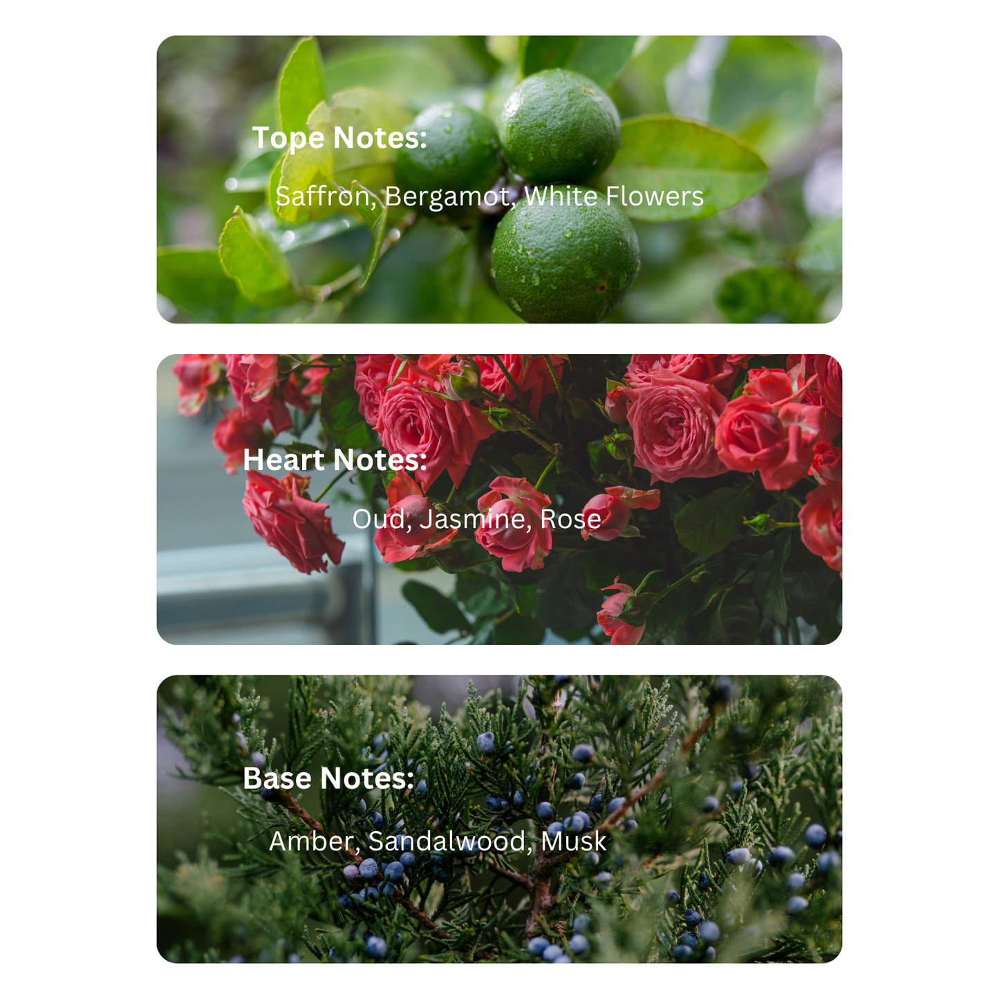 Creamy Oud – Inspired By White Oud